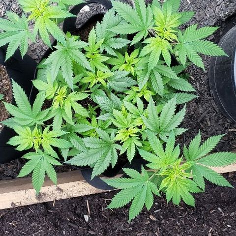 Sk1 growlog timeline photo