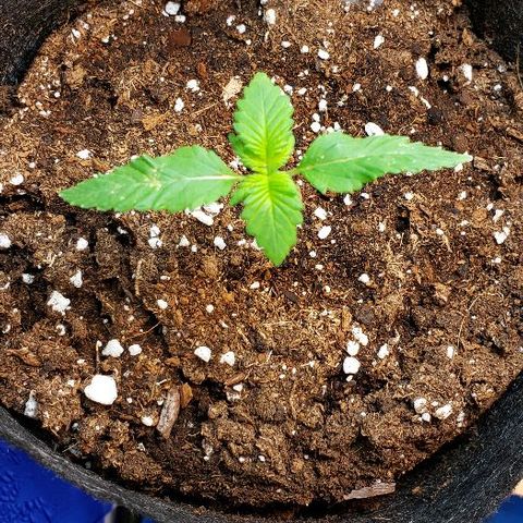 Sk1 growlog timeline photo