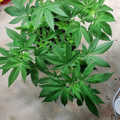 Sk1 growlog timeline photo