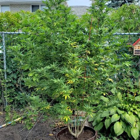 Sk1 growlog timeline photo