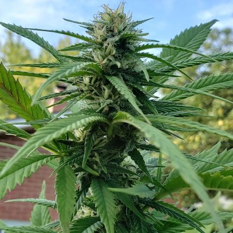 Sk1 growlog timeline photo