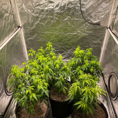 GDP/2LemonPurp/Blue24k/SourDiesel growlog photo: Estão tristes, acredito que seja falta de luz por conta do led de 120w, hoje abaixei o led um pouco, antes estava com 1,20m da planta, deixei com 90cm
