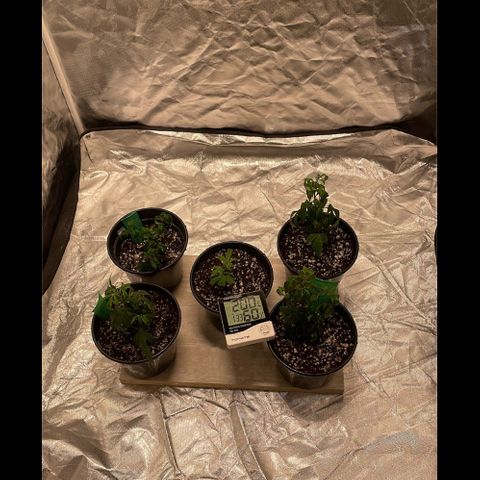 Foto 3 do growlog de GDP/2LemonPurp/Blue24k/SourDiesel
