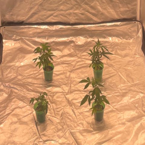 Foto 2 do growlog de GDP/2LemonPurp/Blue24k/SourDiesel