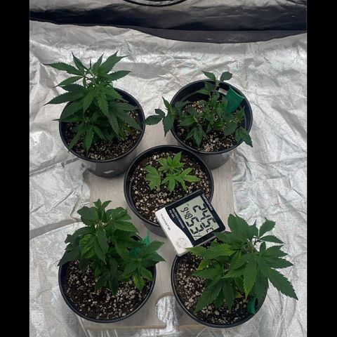 GDP/2LemonPurp/Blue24k/SourDiesel growlog timeline photo