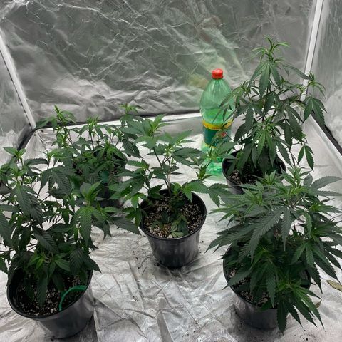GDP/2LemonPurp/Blue24k/SourDiesel growlog timeline photo
