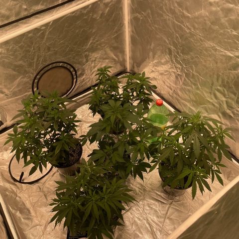 GDP/2LemonPurp/Blue24k/SourDiesel growlog timeline photo