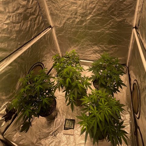 GDP/2LemonPurp/Blue24k/SourDiesel growlog timeline photo