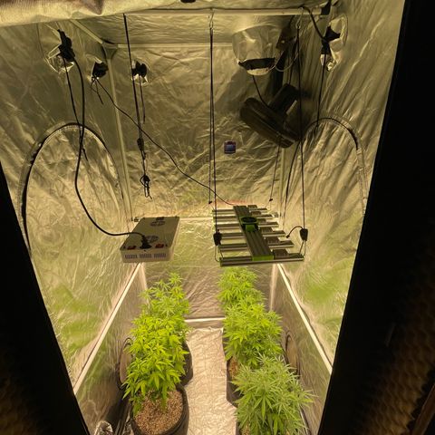GDP/2LemonPurp/Blue24k/SourDiesel growlog timeline photo