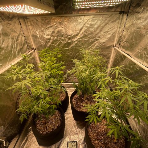 GDP/2LemonPurp/Blue24k/SourDiesel growlog timeline photo