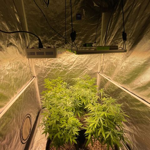 GDP/2LemonPurp/Blue24k/SourDiesel growlog timeline photo