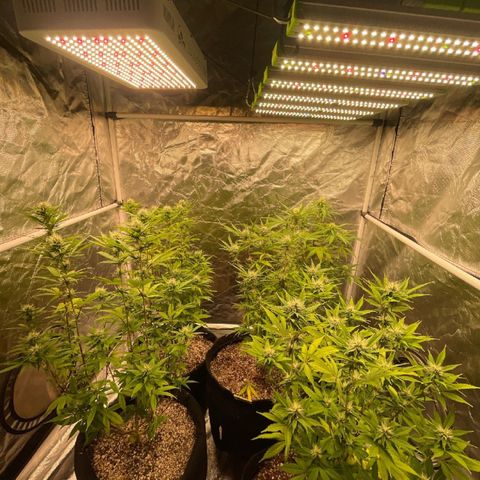 GDP/2LemonPurp/Blue24k/SourDiesel growlog timeline photo