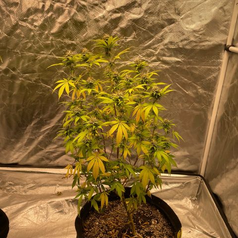 GDP/2LemonPurp/Blue24k/SourDiesel growlog photo: Alguns erros como falta de nutrientes, mas segue o jogo para o primeiro ciclo que faço 