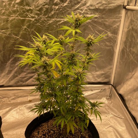 GDP/2LemonPurp/Blue24k/SourDiesel growlog photo: Alguns erros como falta de nutrientes, mas segue o jogo para o primeiro ciclo que faço 