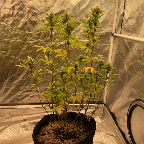 GDP/2LemonPurp/Blue24k/SourDiesel growlog photo: Alguns erros como falta de nutrientes, mas segue o jogo para o primeiro ciclo que faço 