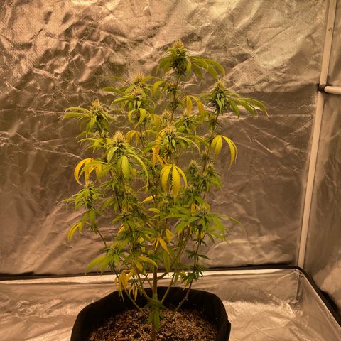 GDP/2LemonPurp/Blue24k/SourDiesel growlog photo: Alguns erros como falta de nutrientes, mas segue o jogo para o primeiro ciclo que faço 
