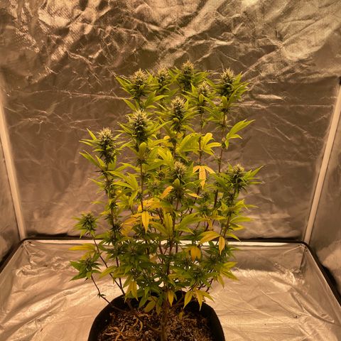 GDP/2LemonPurp/Blue24k/SourDiesel growlog photo: Alguns erros como falta de nutrientes, mas segue o jogo para o primeiro ciclo que faço 