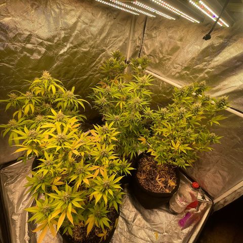 GDP/2LemonPurp/Blue24k/SourDiesel growlog timeline photo
