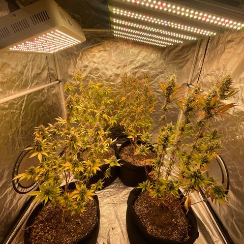 GDP/2LemonPurp/Blue24k/SourDiesel growlog timeline photo