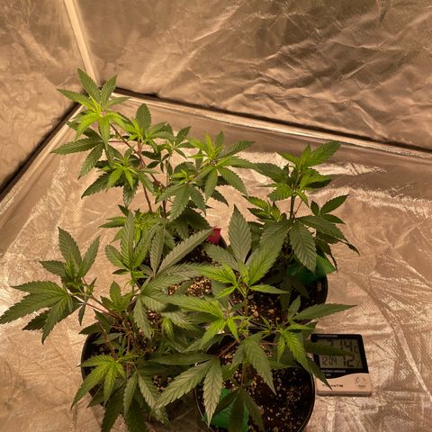 SourDiesel/LemonPurp/TropicalScout/ShadyICE growlog photo 2