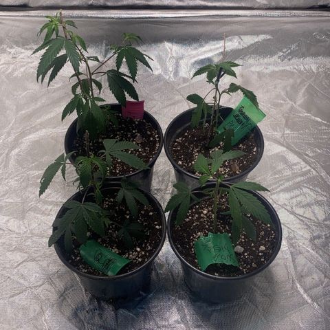 SourDiesel/LemonPurp/TropicalScout/ShadyICE growlog photo 1