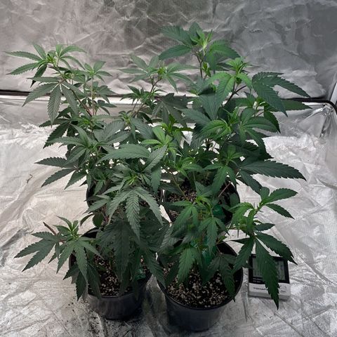 SourDiesel/LemonPurp/TropicalScout/ShadyICE growlog photo 3