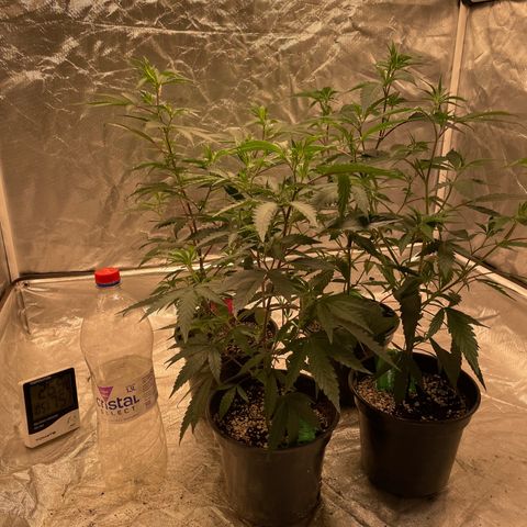 SourDiesel/LemonPurp/TropicalScout/ShadyICE growlog timeline photo