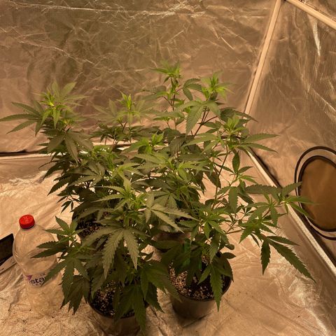 SourDiesel/LemonPurp/TropicalScout/ShadyICE growlog timeline photo