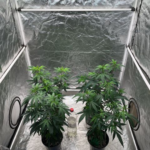 SourDiesel/LemonPurp/TropicalScout/ShadyICE growlog timeline photo