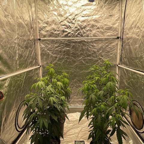 SourDiesel/LemonPurp/TropicalScout/ShadyICE growlog timeline photo