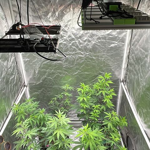 SourDiesel/LemonPurp/TropicalScout/ShadyICE growlog timeline photo