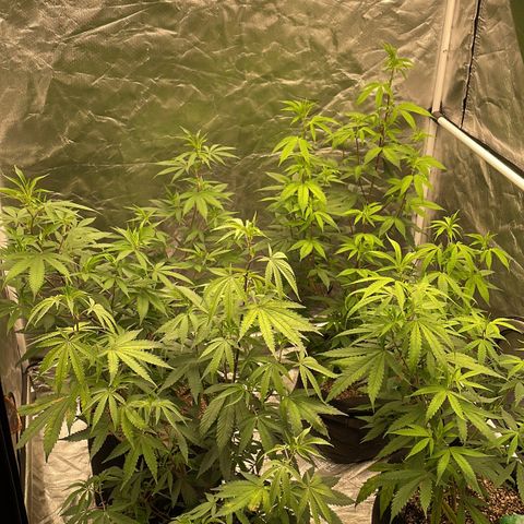 SourDiesel/LemonPurp/TropicalScout/ShadyICE growlog timeline photo