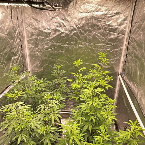 SourDiesel/LemonPurp/TropicalScout/ShadyICE growlog timeline photo