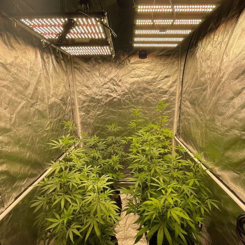 SourDiesel/LemonPurp/TropicalScout/ShadyICE growlog timeline photo