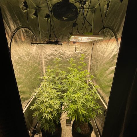 SourDiesel/LemonPurp/TropicalScout/ShadyICE growlog timeline photo