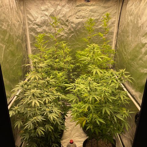 SourDiesel/LemonPurp/TropicalScout/ShadyICE growlog timeline photo