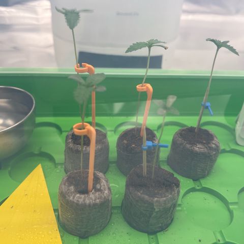 Luke Skywalker growlog photo: Jiffys noch mal schön befeuchtet und die Vorbereitungen aufs umtopfen laufen an