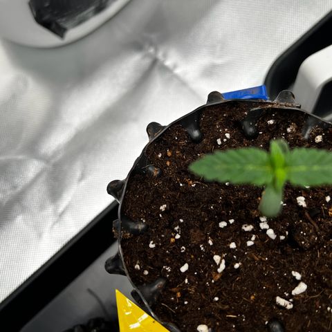 Luke Skywalker growlog timeline photo