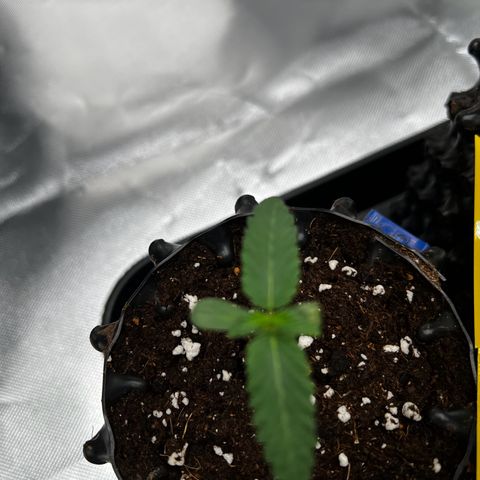 Luke Skywalker growlog timeline photo