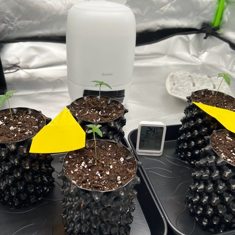 Luke Skywalker growlog timeline photo