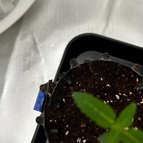 Luke Skywalker growlog timeline photo