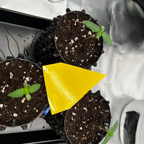 Luke Skywalker growlog timeline photo