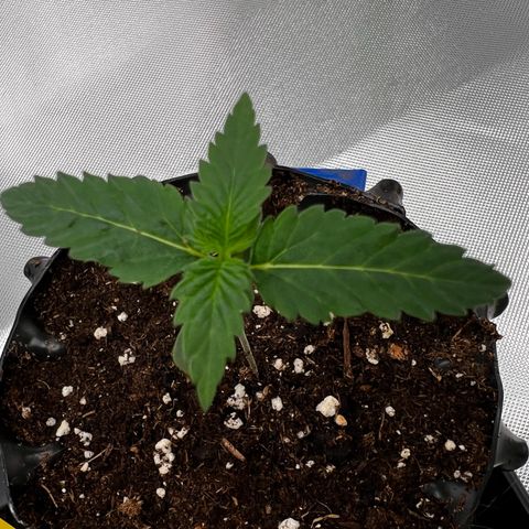Luke Skywalker growlog timeline photo
