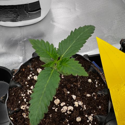 Luke Skywalker growlog timeline photo