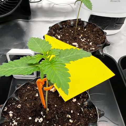 Luke Skywalker growlog timeline photo