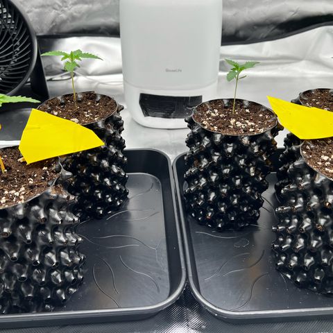 Luke Skywalker growlog timeline photo