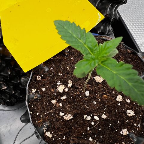 Luke Skywalker growlog timeline photo