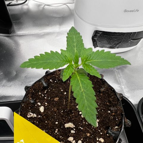 Luke Skywalker growlog timeline photo