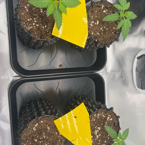 Luke Skywalker growlog timeline photo