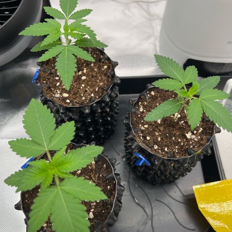 Luke Skywalker growlog photo: Ca 8 cm die drei 